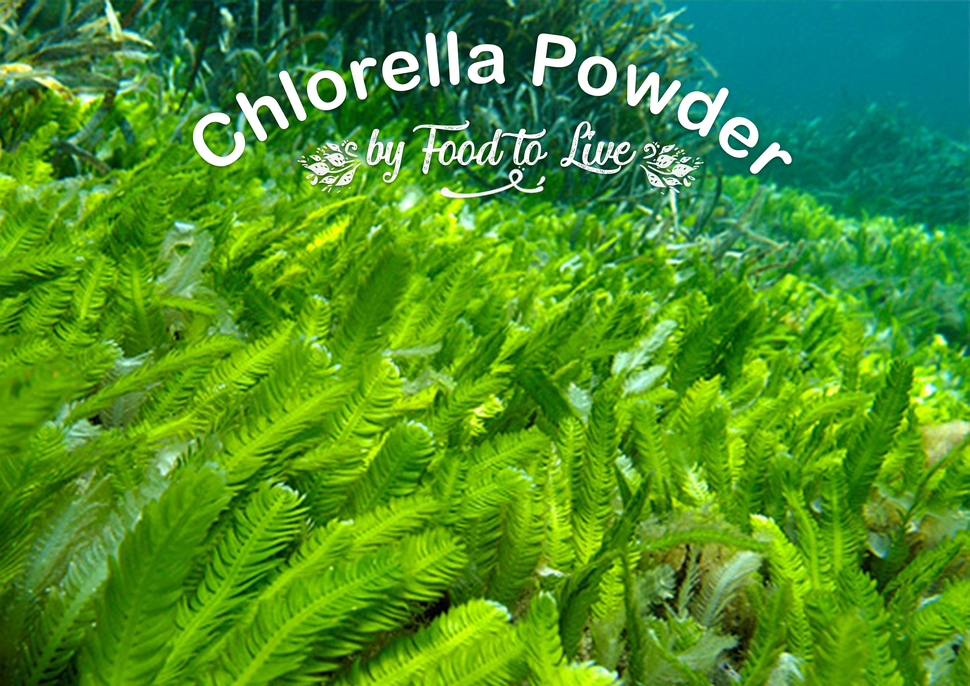 Food to Live Chlorella Powder, 8 Pounds - Kosher, Raw Green Algae, Vegan Superfood, Bulk, Pure Vegan Green Protein, Rich in Vitamins and Minerals, Great for Drinks, Teas and Smoothies