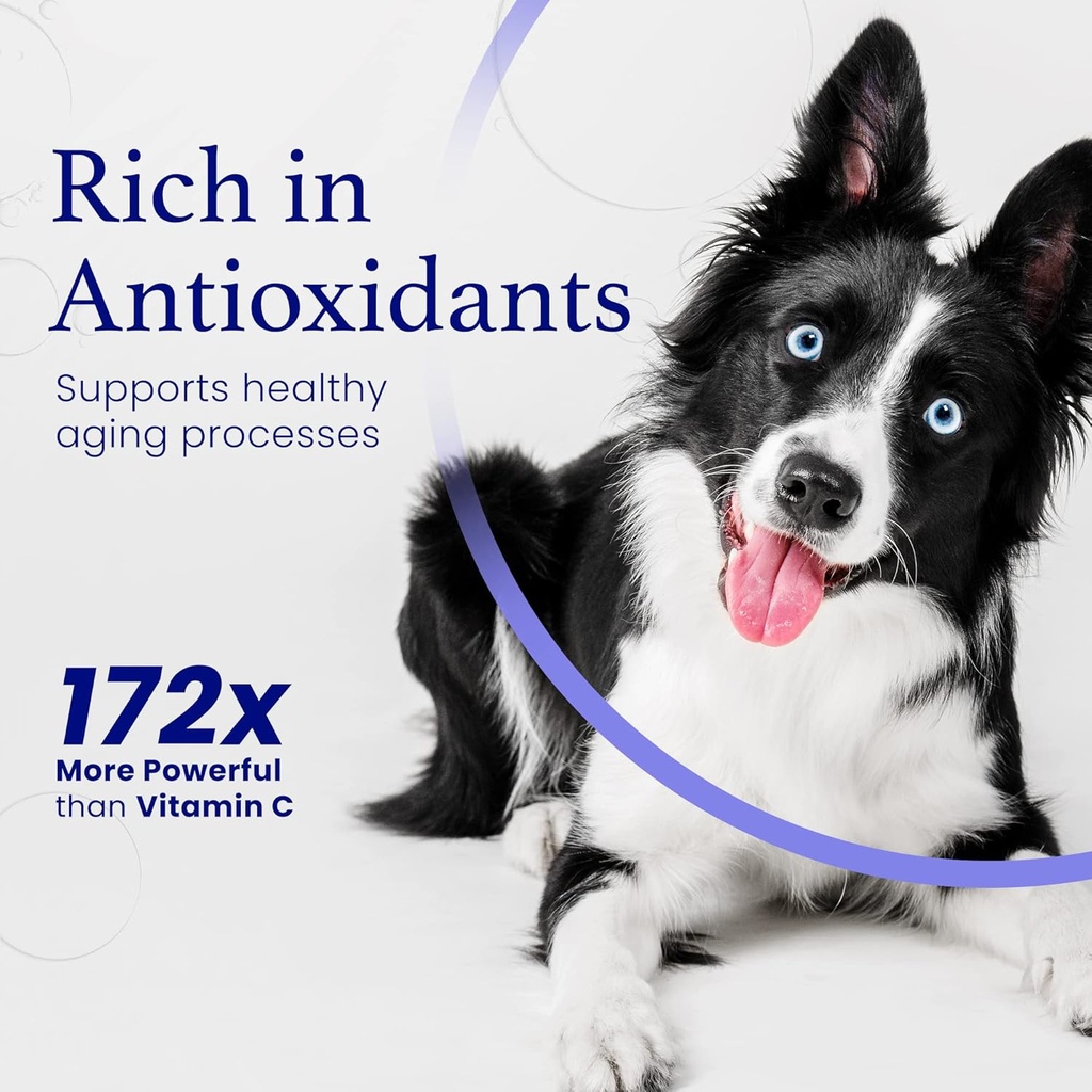 c60-evo-dog-lover-set---a-bottle-for-eac-4.jpg