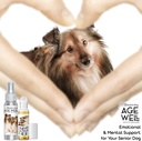 the-blissful-dog-shetland-sheepdog-age-w-2.jpg