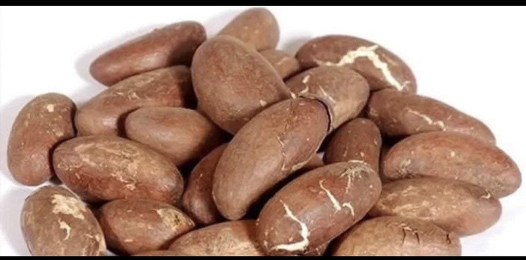 Katkera Kola Nut Garcinia Kola Cola 1 Lb