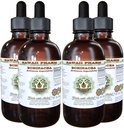 Echinacea alkoholiton nesteuute, echinacea (Echinacea Angustifolia) kuivattu juuri Glycerite Havaiji Pharm Natural Herbal Supplement 4x4 oz