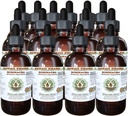 Echinacea alkoholiton nesteuute, echinacea (Echinacea Angustifolia) Kuivatut juuri Glycerite Havaiji Pharm Natural Herbal Supplement 15x4 oz