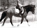 Hormoni ja Calming Supplement for Horses Kaikki Natural Pure Vadelma ja Piparminttu Leaf Herbal Blend 14 oz.