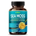 Premium Sea Moss med Ashwagandha, Burdock Bladderwrack, Black Seed för Immune System, Skin, Digestion & Energy- Made i USA (150 greve av 1)