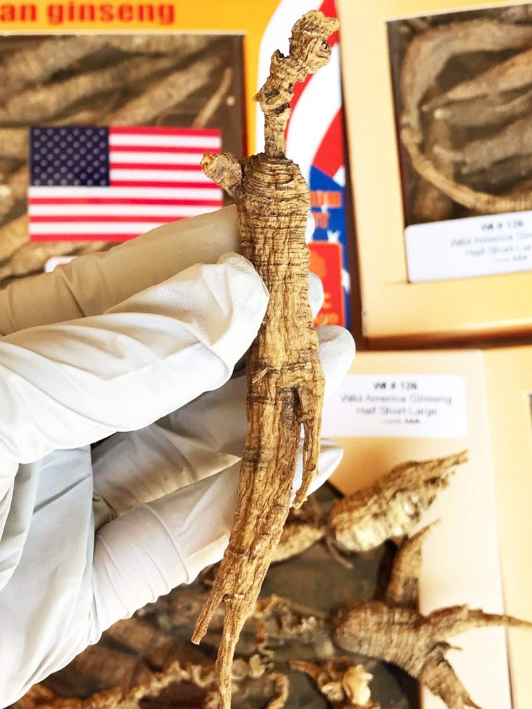 8OZ=227g/Box American Wild Ginseng 15~20 Years, Wisconsin Whole Ginseng Root Hand-Selected | 美国威斯康辛州野生西洋参 @ 野泡参 | Cultivated American Wisconsin Ginseng Lager WI 126 #L 8OZ/Box
