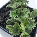 Organic Stinging Nettle Plant, Urtica diodia - Live Plant 2.5" Pot - Survival Food, ravitseva Herb by Smoke Camp Crafts