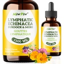 Lymphatic Drainage Drops Pack 1- Lymph Detox, Circulation - Lymfatic Drainage täydentää Yrtit Organic, Echinacea, Voikukka, Burdock, Cleaver Herb - Immuno System Support & Cleanse