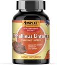 Phellinus linteus Mushroom Extract - Premium laatu, Vain hedelmänmuodostajat, antioksidantti, immuuni Booster, Maksan tuki, 90 Veg Caps.