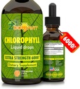 Klorofylli Liquid Drops 100% Organic Vegan - Energia ja immuunijärjestelmä Booster täydentää Mint Flavor vettä - Natural Internal Deodorant - Extra Strength 6000mg 120 Tarjoilut