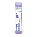 Boiron Echinacea Purpurea 200Ck väsymyskipuun - 80 pelletit