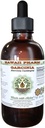 Puhdasta Garcinia-alkoholitonta nesteuutetta, orgaanista Garciniaa (Garcinia cambogia) Kuivattua hedelmää Glycerite Havaiji Pharm Natural Herbal Supplement 2 fl.oz
