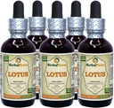 Lotus, Xi Xin (Nelumbo Nucifera) Kuivattu kantanesteuute (Brand Name: HerbalTerra, Proudly Made in USA) 5x2 oz