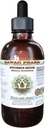 Teurastajan luuta alkoholiton nesteuute, Orgaaninen teurastajan luuta (Ruscus aculeatus) Kuivattu juuri Glycerite Havaiji Pharm Natural Herbal täydennysosa 4 oz