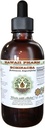 Echinacea alkoholiton nesteuute, echinacea (Echinacea Angustifolia) Kuivattu juuri Glycerite Havaiji Pharm Natural Herbal Supplement 4 oz