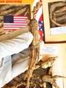 8OZ=227g/Box American Wild Ginseng 15 ~ 20 vuotta, Wisconsin Koko ginseng juurivalittu käsin valittu ...