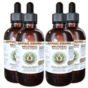 Selfheal Alkoholiton Nesteuute, Organic Selfheal (Prunella Vulgaris) Kuivattu Herb Glycerite Natural Herbal Supplement, Havaiji Pharm, USA 4x4 fl.oz