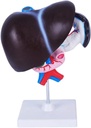 FROON Human Organ Malli Keinotekoinen Maksa Pancreas Duodenum Malli Maksan opetusapurahat Medical Liver Anatomy Model Irrotettavat Into 3 osat Study Tools for School Study